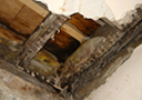 wet rot dry rot fungus